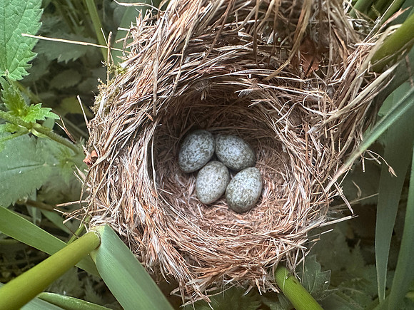 Reed Warbler, Rockhampton, May 2025