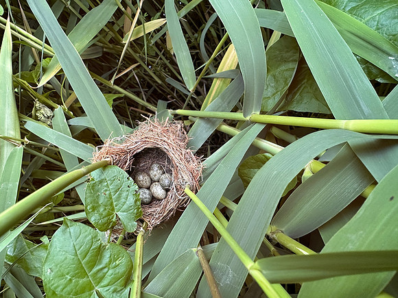 Reed Warbler, Rockhampton, May 2025