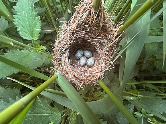 Reed Warbler, Rockhampton, May 2025