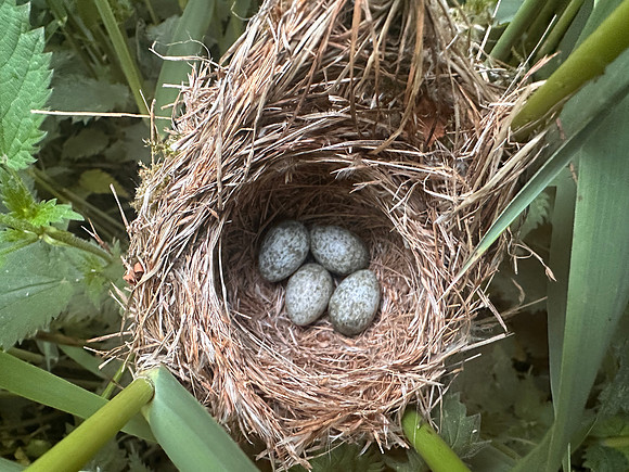 Reed Warbler, Rockhampton, May 2025