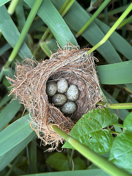 Reed Warbler, Rockhampton, May 2025