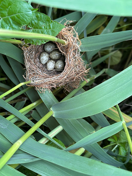Reed Warbler, Rockhampton, May 2025