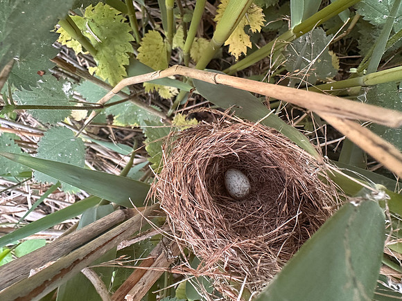Reed Warbler, Rockhampton, May 2025