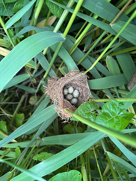 Reed Warbler, Rockhampton, May 2025