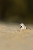Sanderling, Fort Lauderdale, February 2020