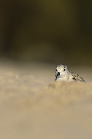 Sanderling, Fort Lauderdale, February 2020