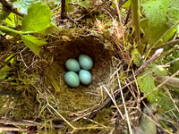 Song Thrush, Rockhampton, May 2024