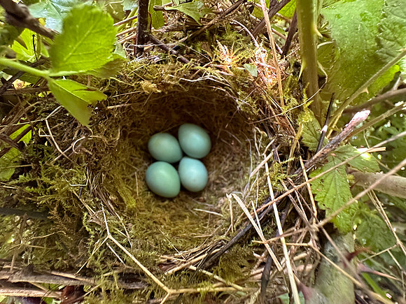 Song Thrush, Rockhampton, May 2024
