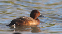 Ferruginous Duck