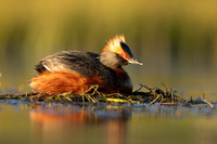 Slavonian Grebe