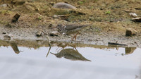 Spotted Sandpiper, Coate Water Park, August 2015.
