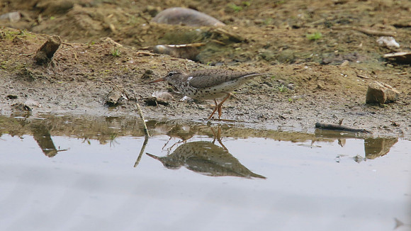 Spotted Sandpiper, Coate Water Park, August 2015.