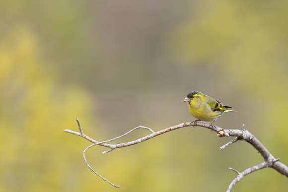 Siskin, Loch Morlich, Scotland, February, 2024