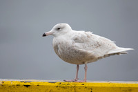 Glaucous Gull, Raufarhofn, Iceland, June 2022