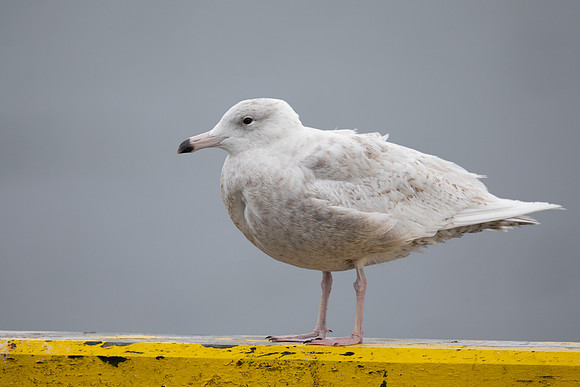 Glaucous Gull, Raufarhofn, Iceland, June 2022