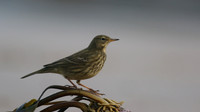 Rock Pipit, Skinningrove, November 2016