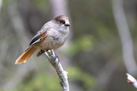 Siberian Jay, Konttainen, Finland, June 2025
