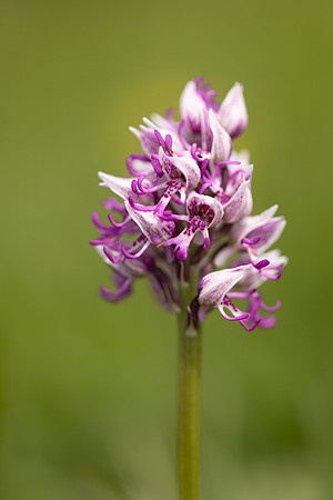 Monkey Orchid, Kent, May 2024
