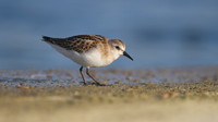 Little Stint, Cheddar Reservoir, September 2014