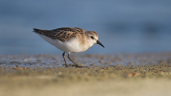 Little Stint, Cheddar Reservoir, September 2014
