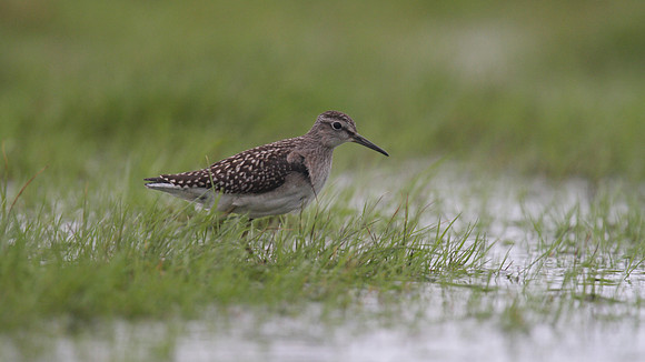 Wood Sandpiper, Northwick Warth, August 2014