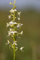 Lesser Butterfly-orchid, Morgans Hill, June 2024