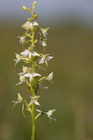 Lesser Butterfly-orchid, Morgans Hill, June 2024
