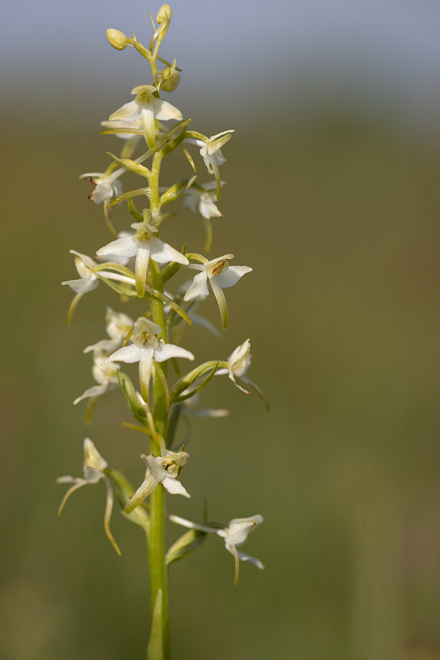 Lesser Butterfly-orchid, Morgans Hill, June 2024