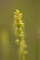 Musk Orchid, Cleeve common, June 2024
