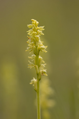 Musk Orchid, Cleeve common, June 2024
