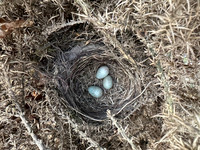 Blackbird