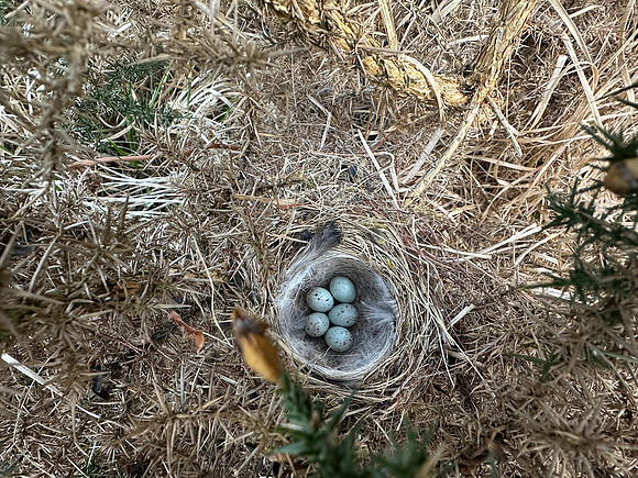 Linnet, Poors Allotment, May 2026