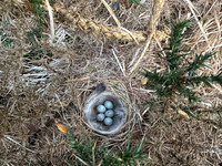 Linnet, Poors Allotment, May 2026