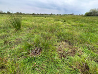 Lapwing, Burtle, May 2024
