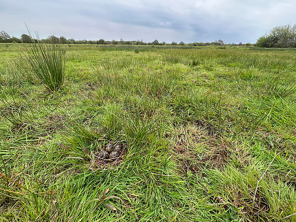 Lapwing, Burtle, May 2024