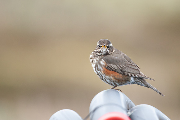Redwing, Raufarhofn, Iceland, June 2022