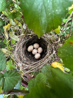 Blackcap, Tockington, April 2025