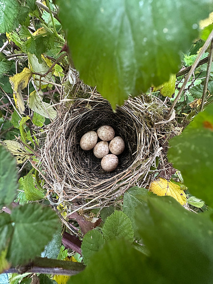 Blackcap, Tockington, April 2025