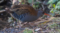 Water Rail, Slimbridge, January  2015