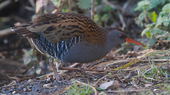 Water Rail, Slimbridge, January  2015