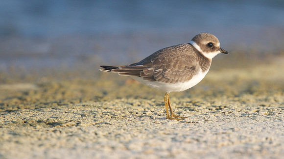 Ringed Plover, Cheddar Reservoir, September 2014