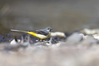 Grey Wagtail, Damery, March 2025