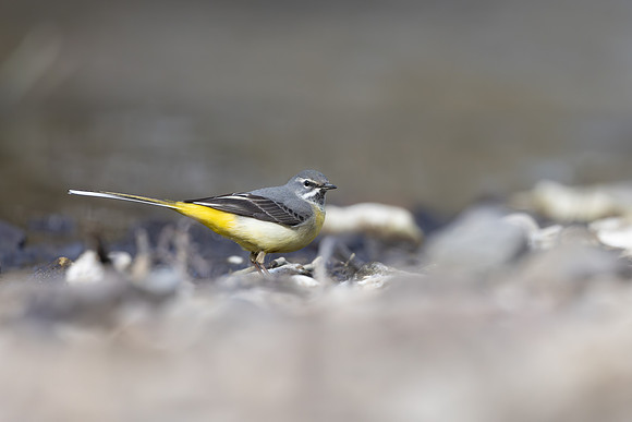 Grey Wagtail, Damery, March 2025