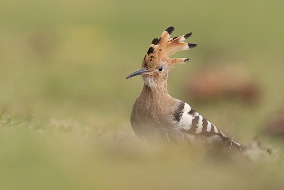 Hoopoe, Swansea, October 2024