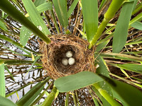 Reed Warbler, Rockhampton, May 2026