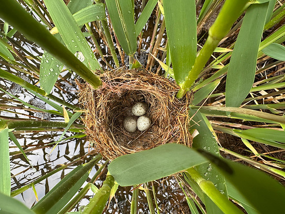 Reed Warbler, Rockhampton, May 2026