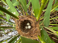 Reed Warbler, Rockhampton, May 2026