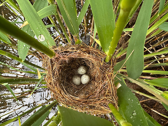 Reed Warbler, Rockhampton, May 2026