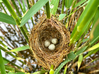 Reed Warbler, Rockhampton, May 2026
