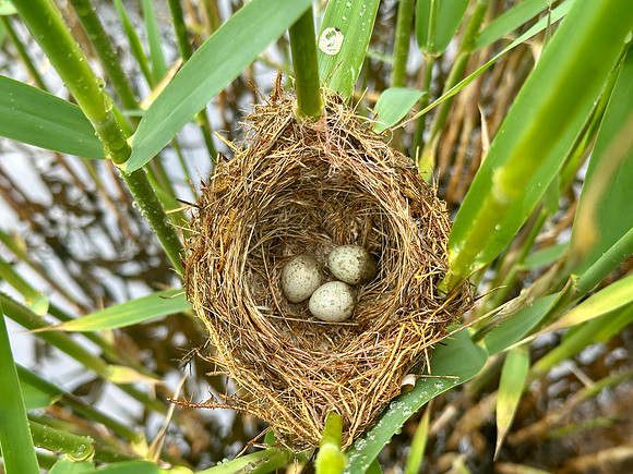 Reed Warbler, Rockhampton, May 2026